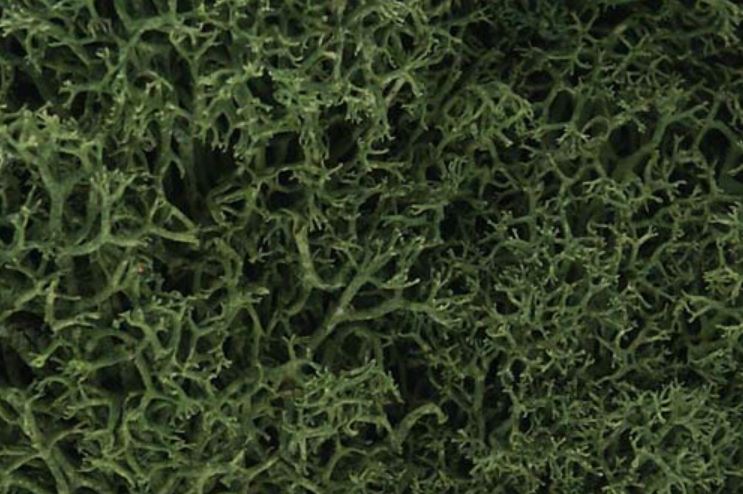 Woodland Scenics L163 Medium Green Lichen - Neu - OVP