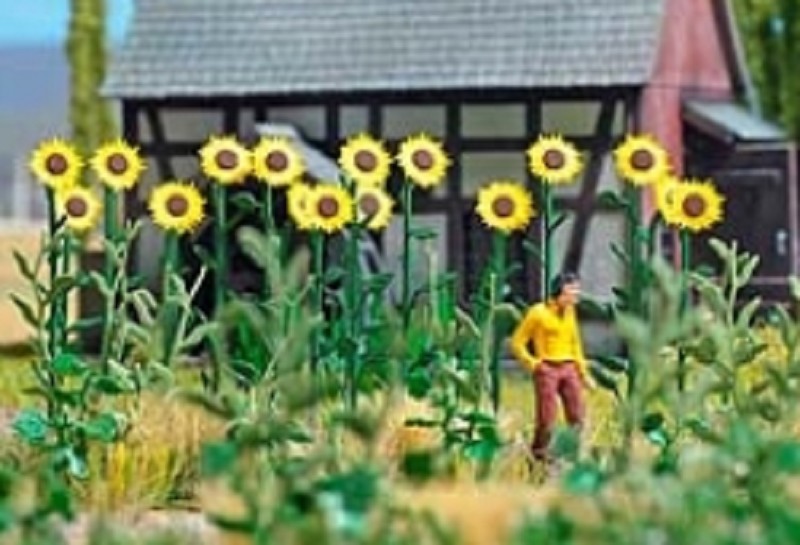 Busch 1261 Riesen Sonnenblumen