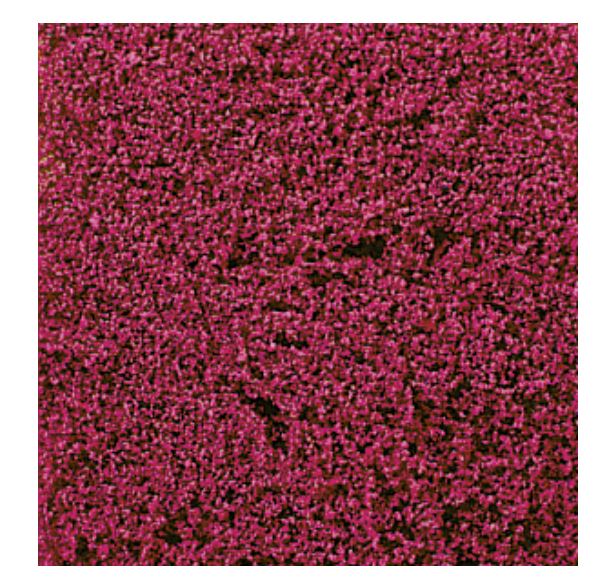 Heki 1586 decovlies Blumendecor erika 28x14 cm - Neu - OVP