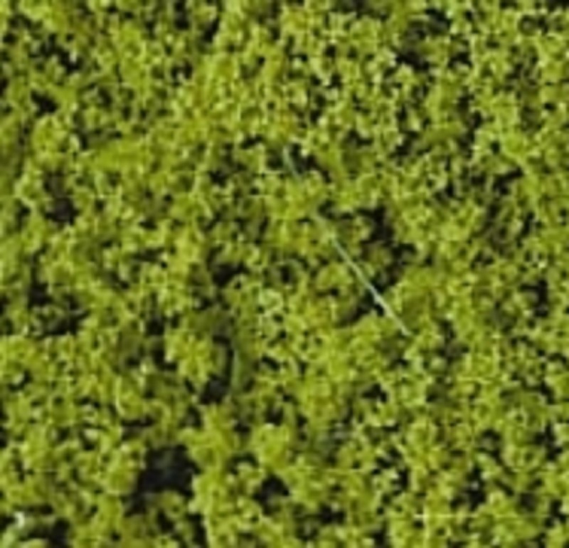 Heki 1550 flor Belaubungsvlies hellgrün 28x14 cm Neu OVP