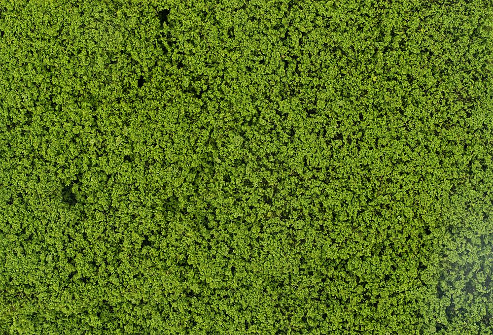 Faller 181625 Blätterfoliage, maigrün