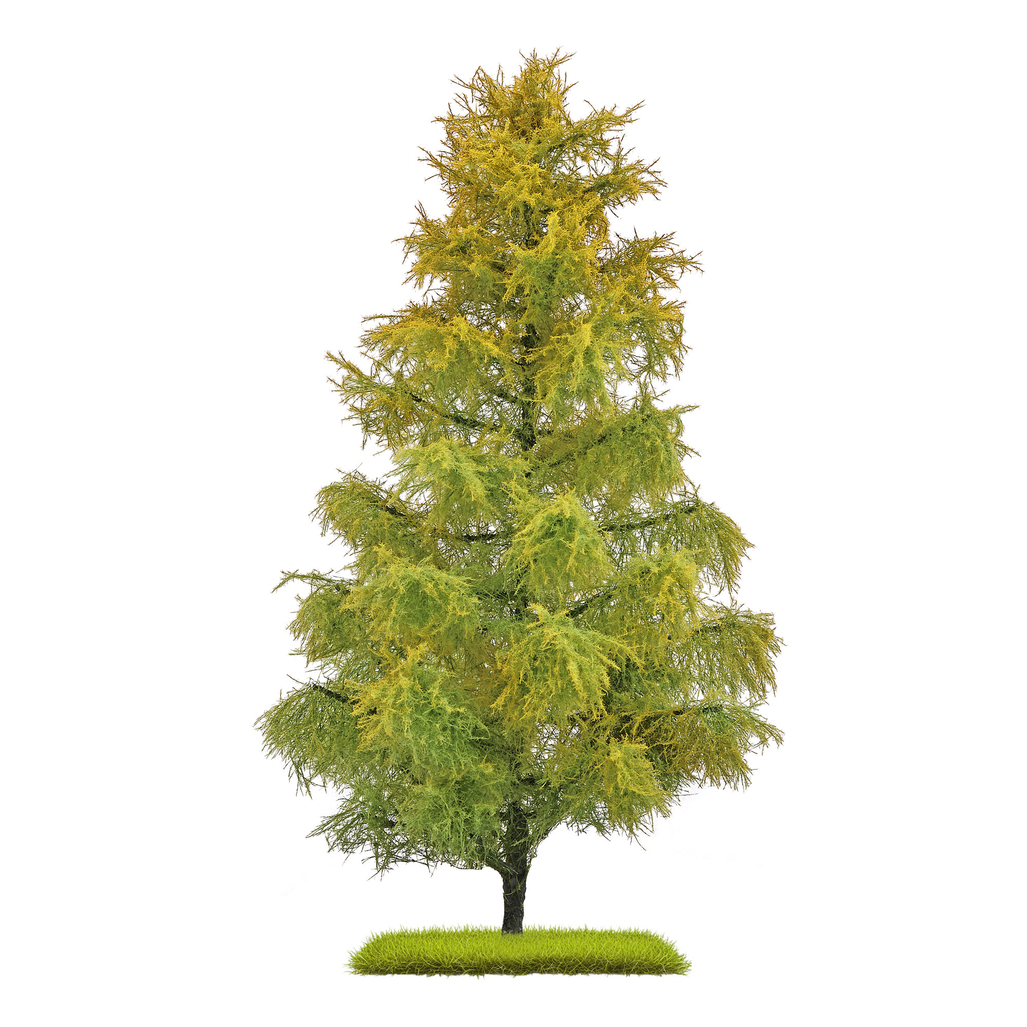 Busch 3817 Lärche Spätsommer 210 mm H0/T